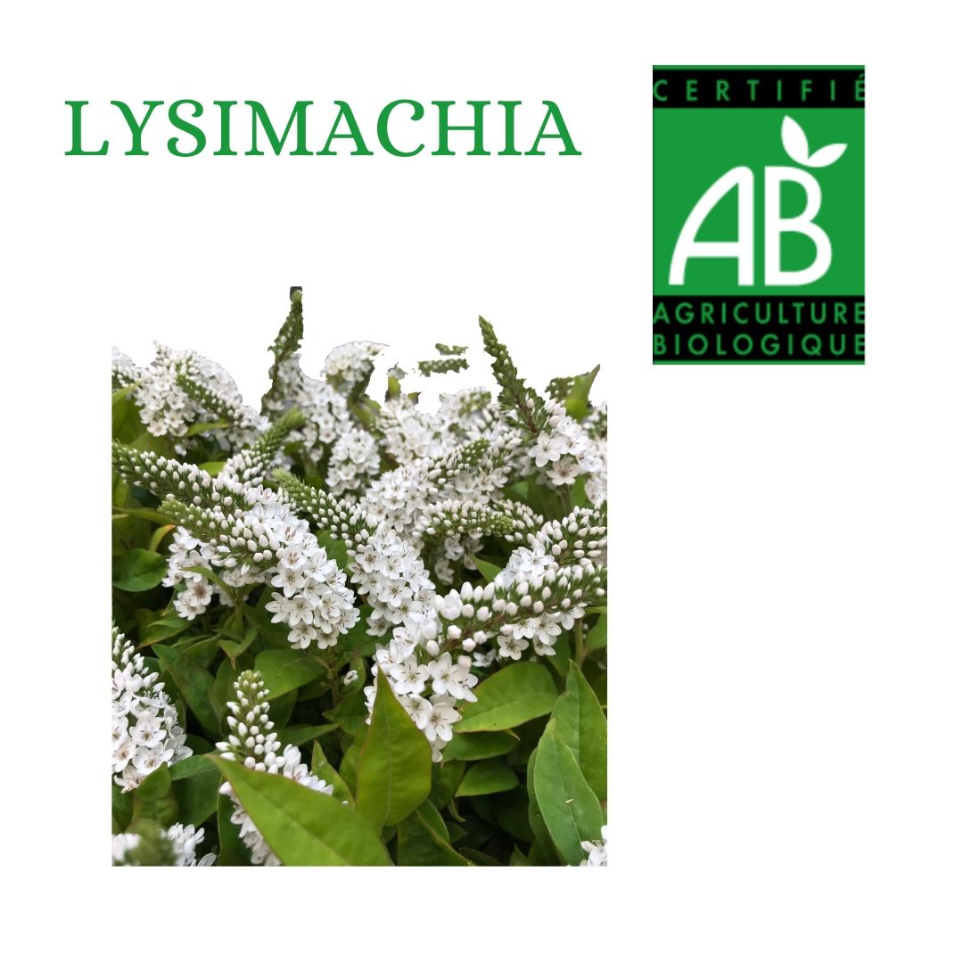 LYSIMACHIA CLETHOVILUS 60 PRODUCTION BIO